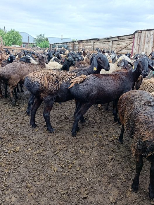 Продам баран продам