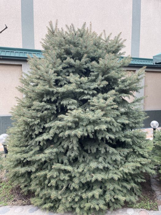 Арча сотилади.