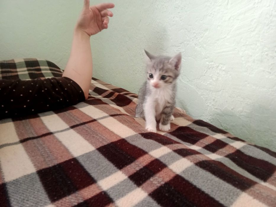 Отдам котят в добрые руки