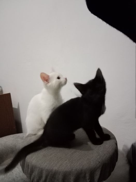 Отдам котят даром