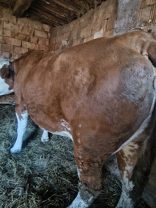 De vanzare  doua vaci