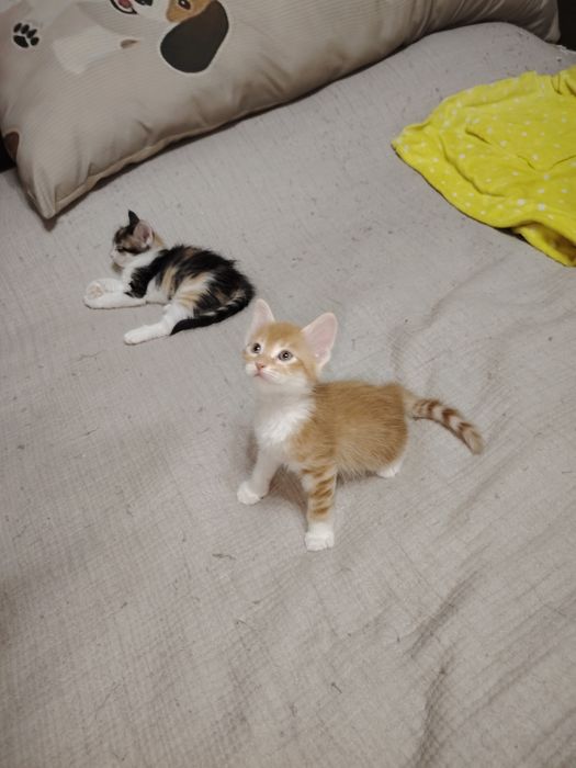 Подам сфинксов. 2 мальчика 2 девочки.