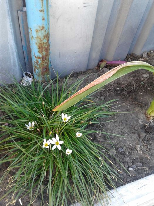 продам комнатные цветы