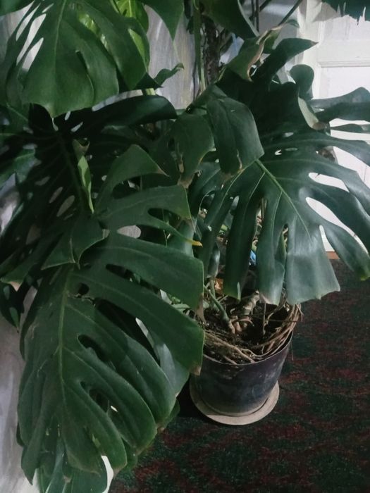 Monstera - dekor uchun ideal o‘simlik