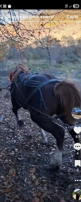 Vând cal castrat de 5 .ani. blnd  or ce proba la față  locului