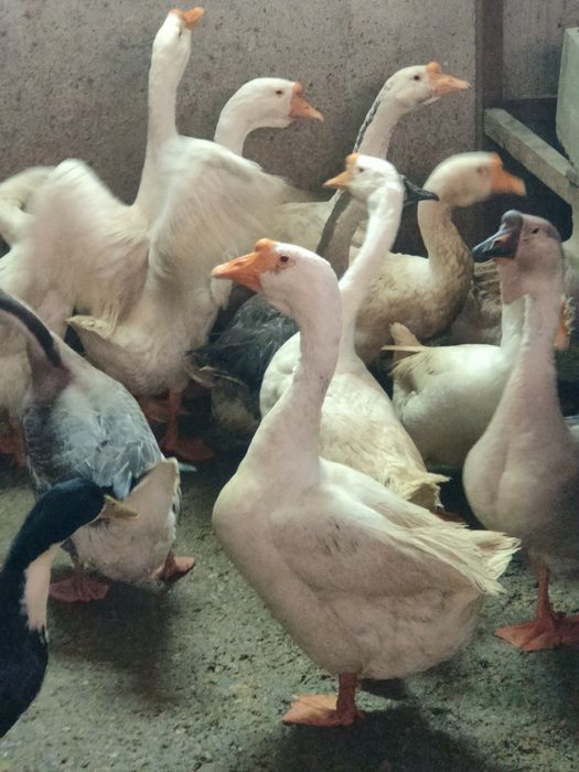Vând 12 Gâște din care 10 bucăți din 2025 și 2 bucăți din 2024.