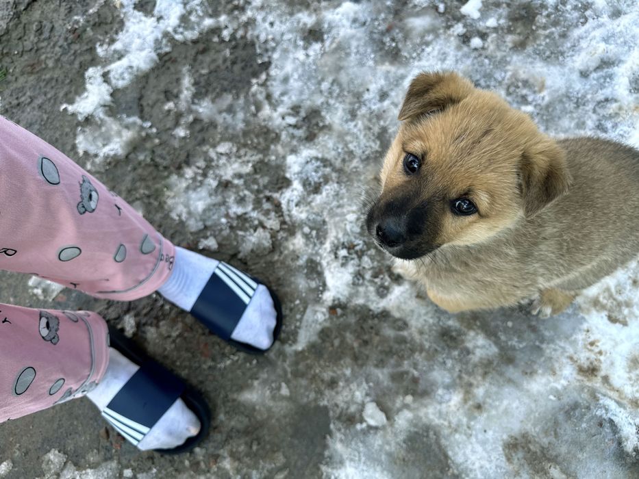 Кутенок собачка верный друг хороший товарищ