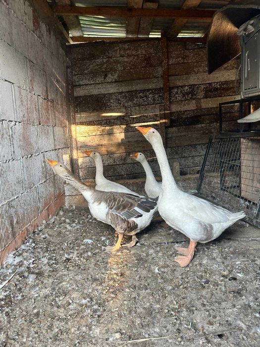 De vânzare doua gâște un gânsac și un boboc