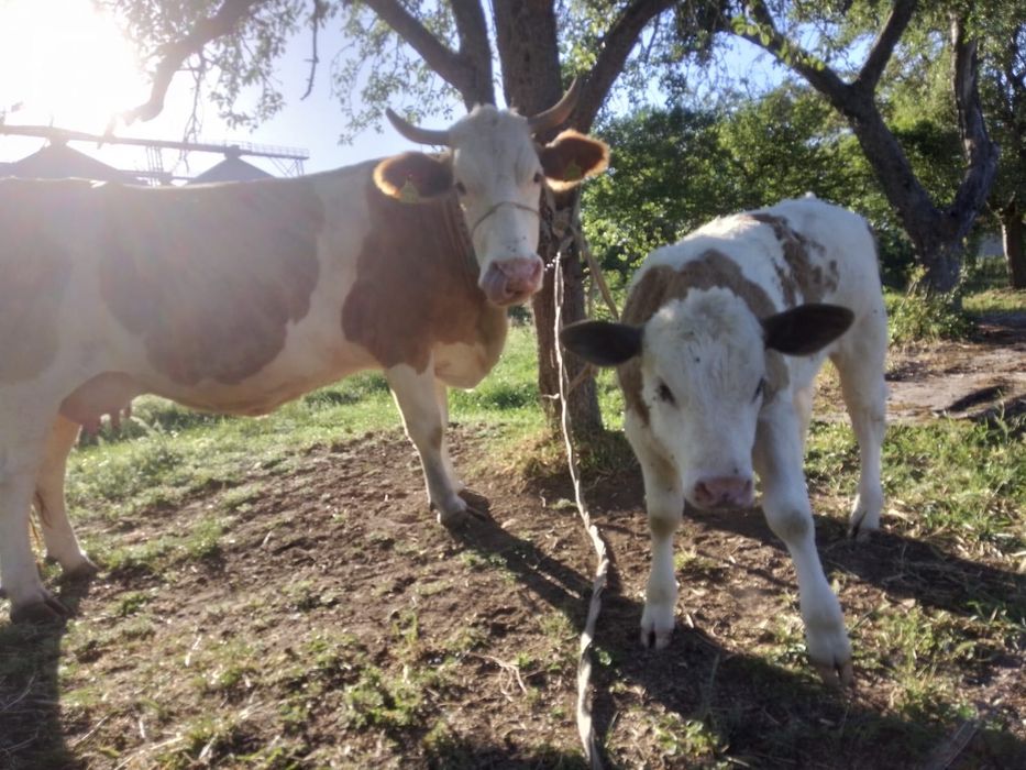 Vaca cu vițel de vânzare!