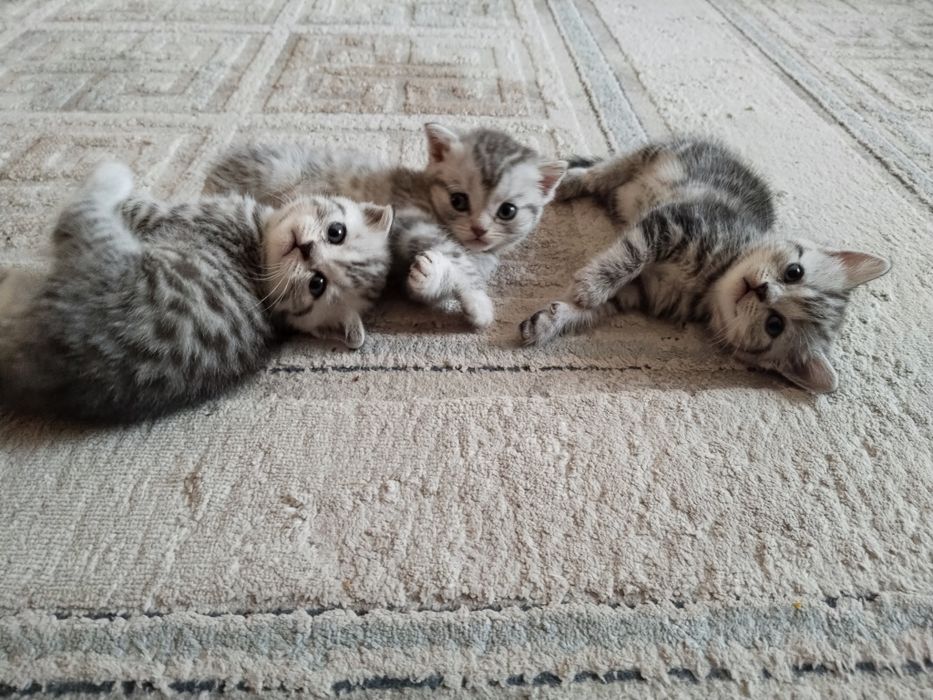 Котята на продажу