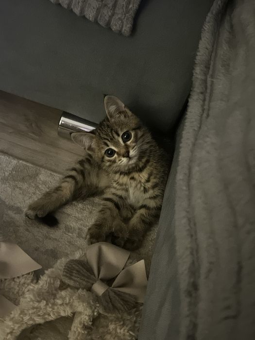 Продаю котенька мальчика