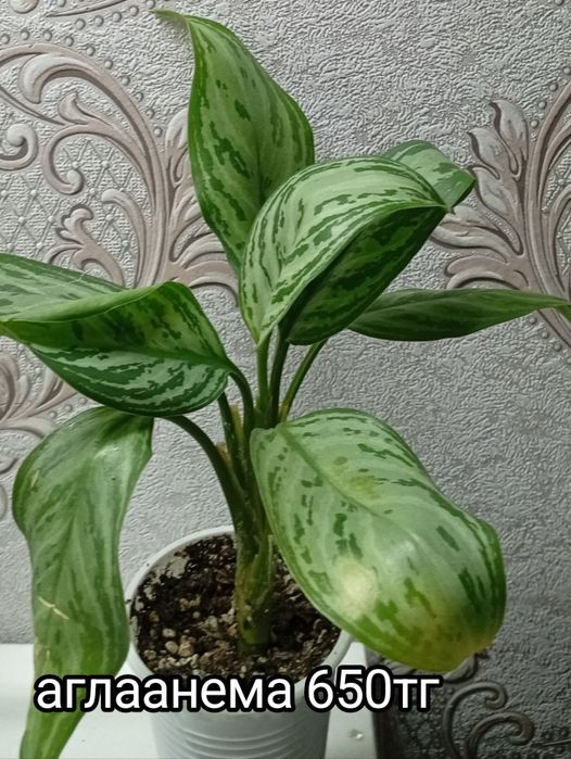 Растения на продажу