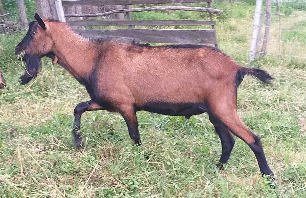 Tap alpin francez 2,5 ani