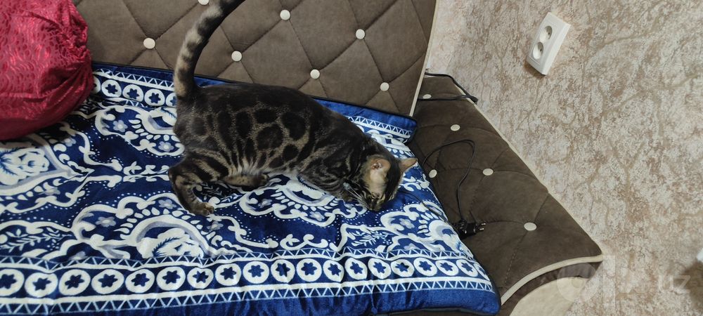 Чистокровный Бенгал на развидение