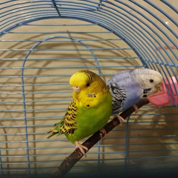 Продам попугаев с клеткой