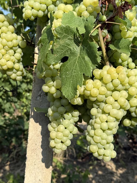 Vand struguri de vin diferite soiuri ,direct producator
