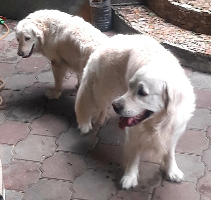 Золотистый ретривер на вязку.