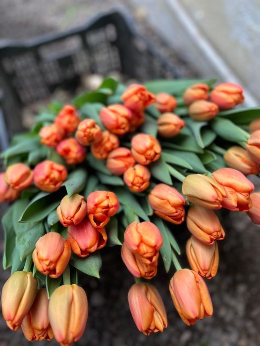 Тюльпаны оптом Петропавловск