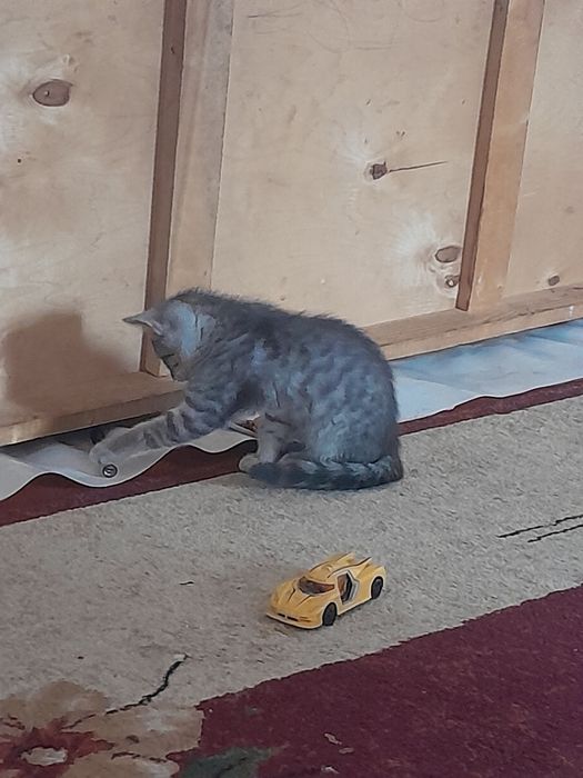 Мысык сатылады британскийй парода