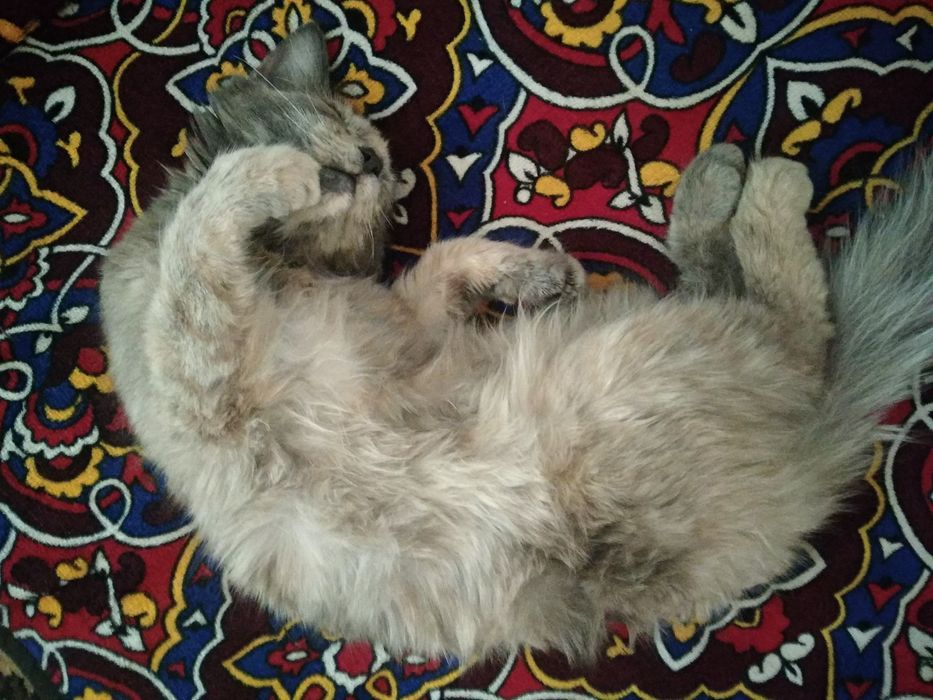 Кошка с названием "Мейн-кун"