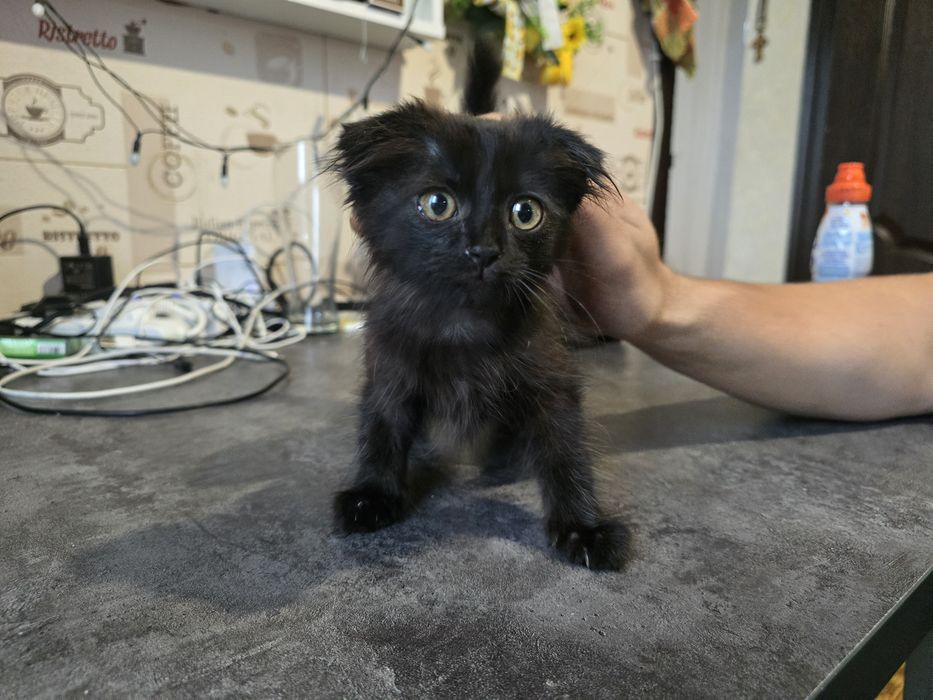 Вислоухий котенок
