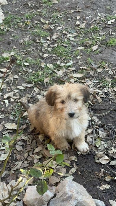 Малки дворни кученца