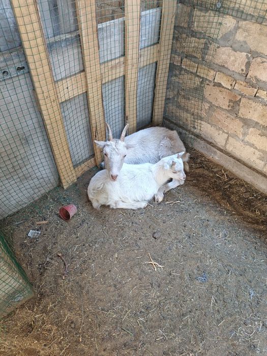 Козлёнок Занен мальчик