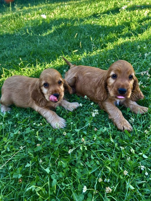 Vand pui cocker spaniel