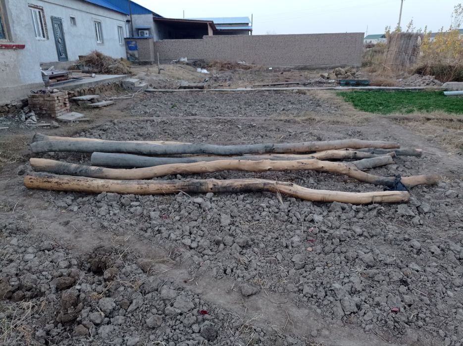 Торангл агаш сатылад