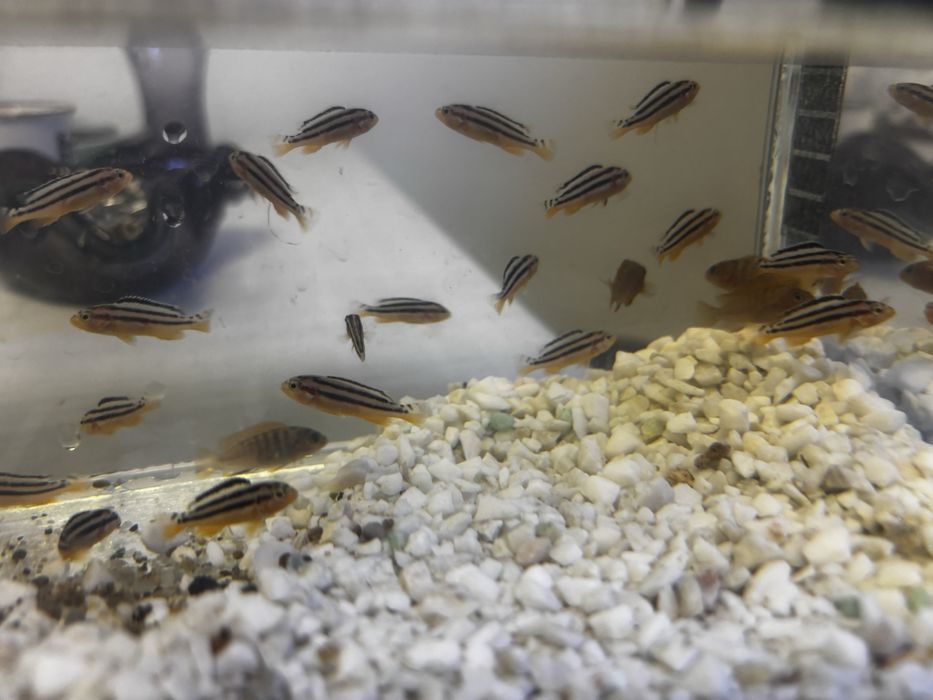 Pesti Ciclide Auratus si Red Top Hongi