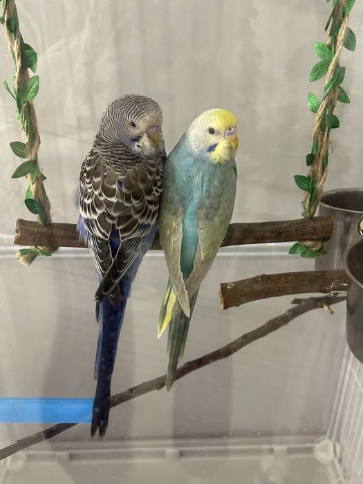 папугаи с клеткой