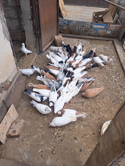 Кус сатылады бакински багасы бес мыннан