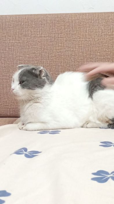Отдам веслоухую кошку!Срочно!