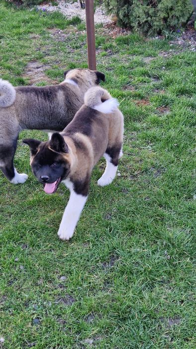 Disponibil Akita American