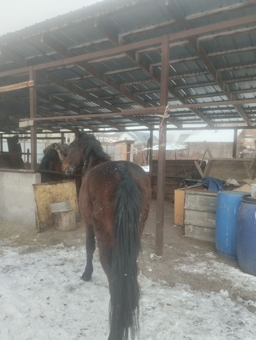 Кунан сатылады майда 3 ке келеди