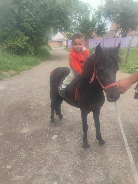 Schimb cu ponei mai an vârstă 5 .6 ani