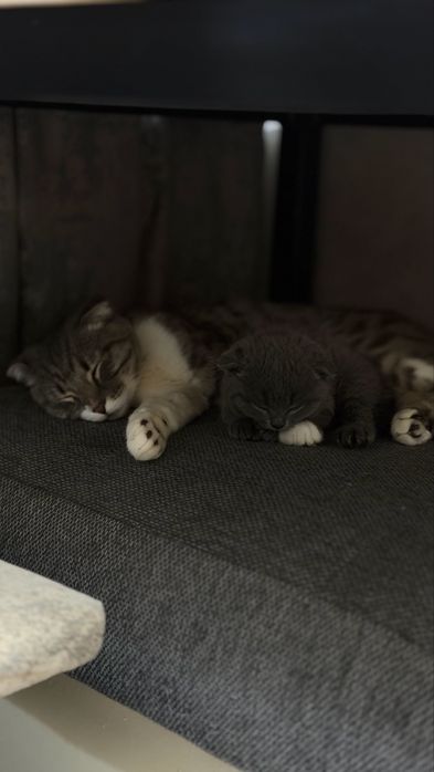 Продается котенок