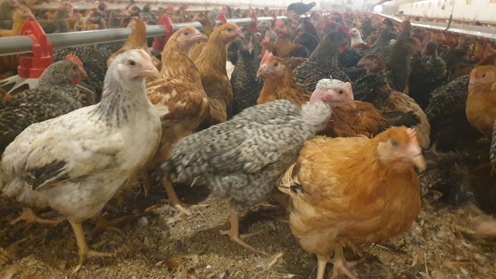 Pui albi de carne și rasa mixta