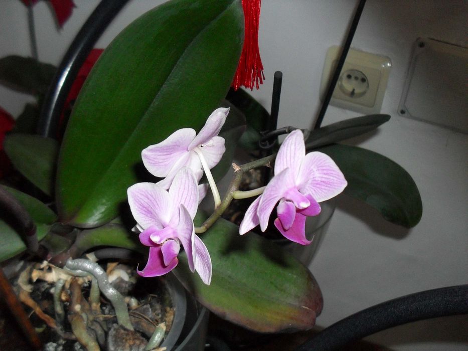 фотоапарат SAMSUNG ES10 8.1 MpX