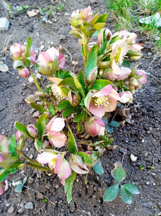 Комнатные и садовые цветы