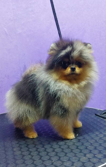 Мальчик, померанский шпиц