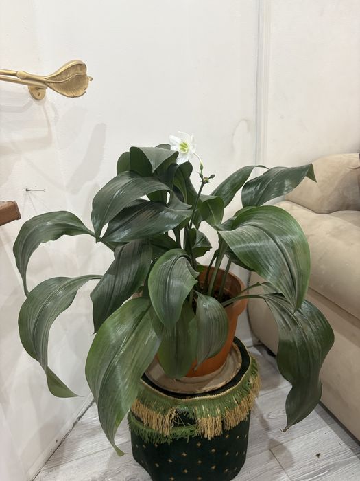 Эухарис или Амазонская лилия