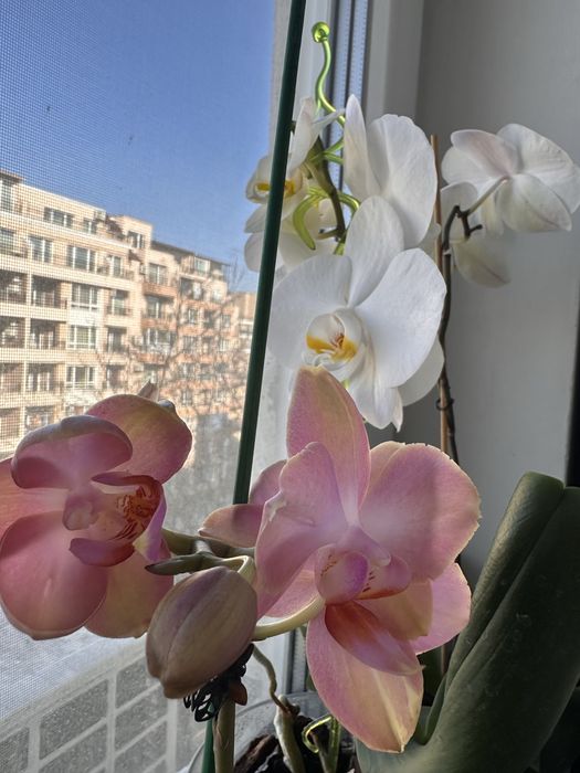 Орхидея 9 броя продавам