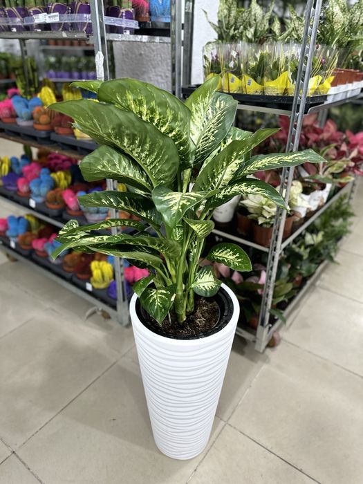 Цветы и Кашпо оптом