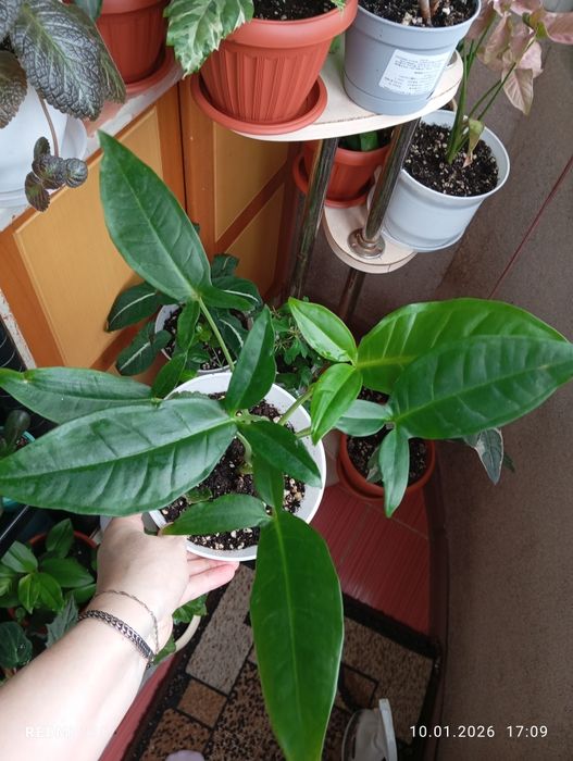 Каждый по 2500 тенге