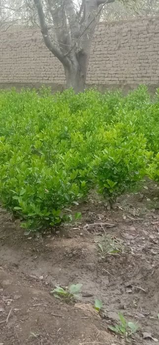 Shamshod belayin gold beeline manzara landishaft