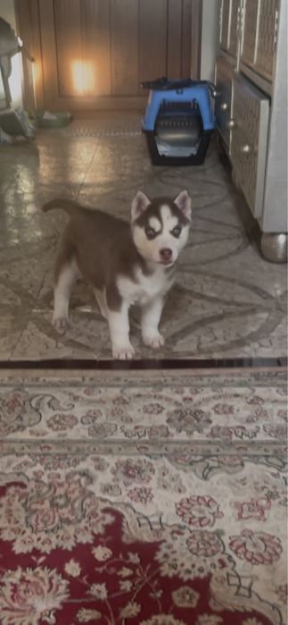 Голубоглазые хаски Питомника Хаски Планета