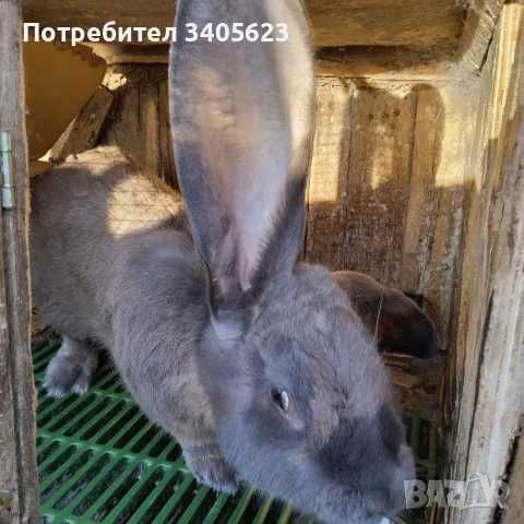 мъжки зайци великани
