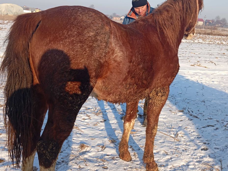 Mânz de aproape 2 ani