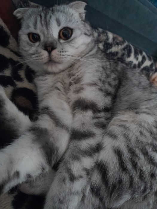 Кошечка скоттш фолд
